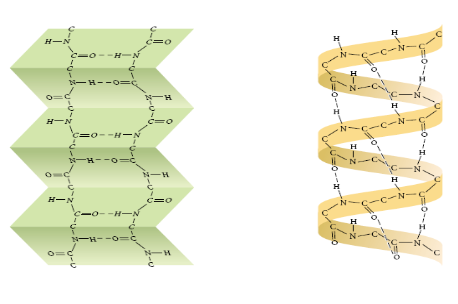 <p>What is a secondary protein structure? </p><p>Explain:</p><ul><li><p>Alpha (Helix)</p></li><li><p>Beta (Pleated sheets) </p></li></ul><p></p>