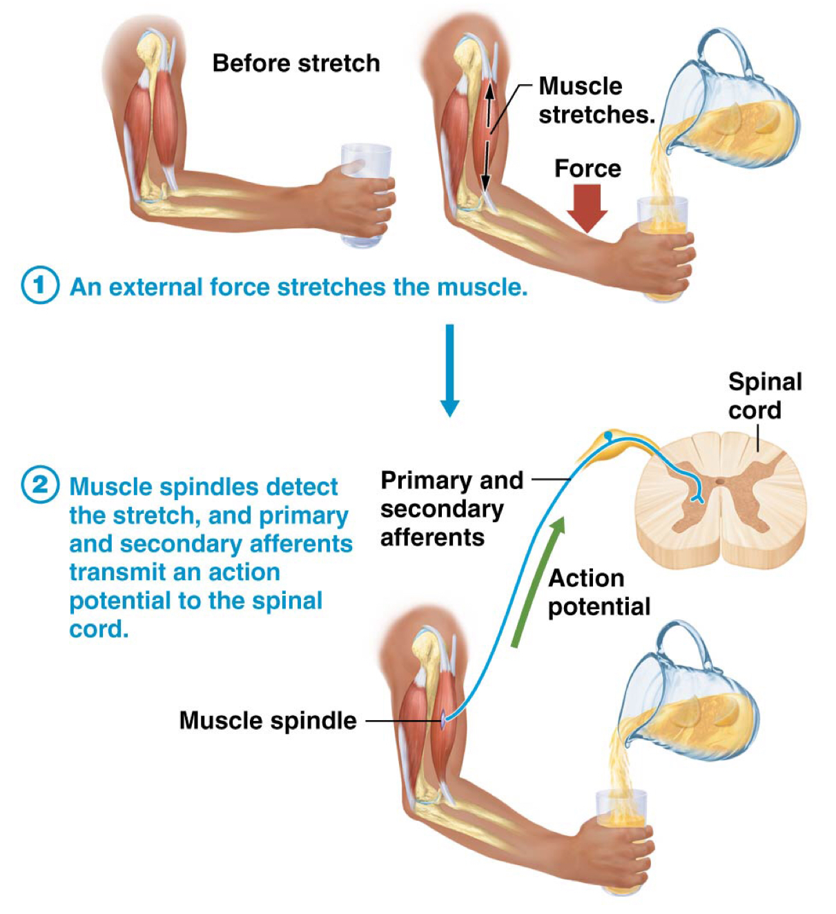 <p>Muscle spindle fibers</p>