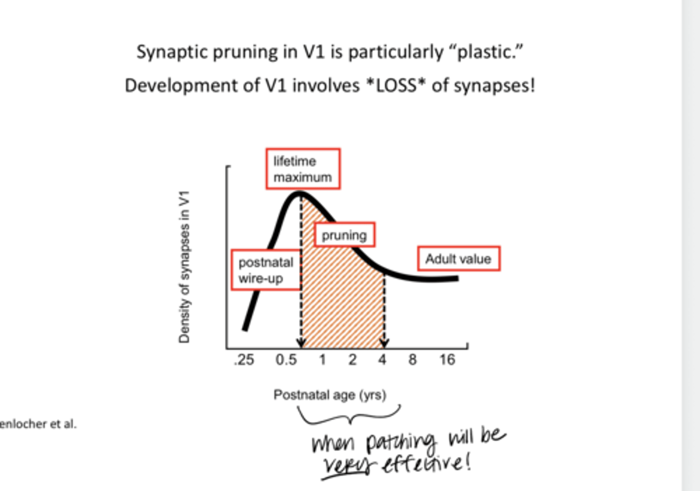 <p>Synaptic Pruning in V1 is particularly plastic and involves the loss of synapses. Is this when patching would be effective?</p>