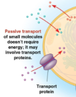 <p>Passive transport</p>