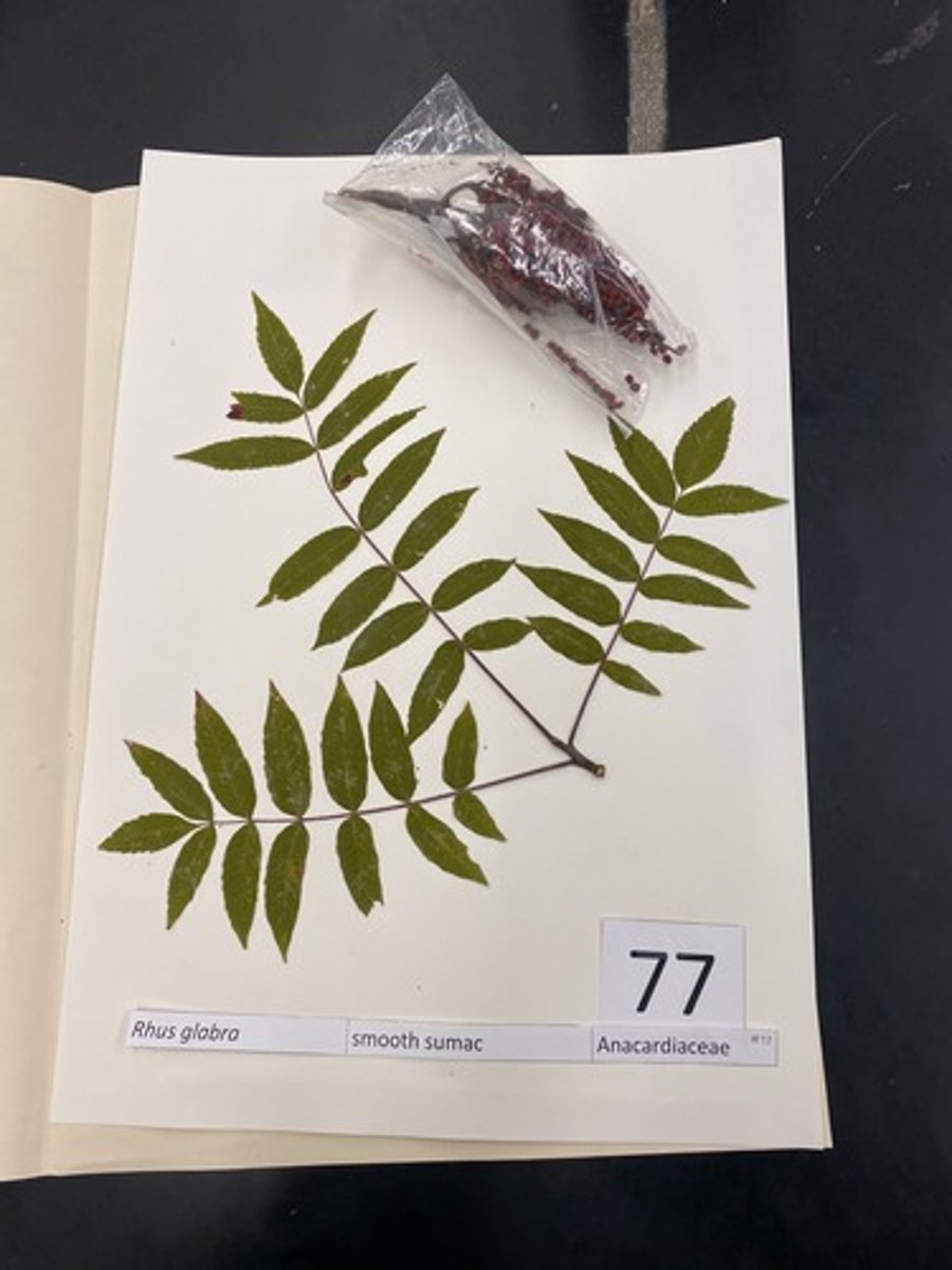 <p>Rhus glabra (Anacardiaceae)</p>