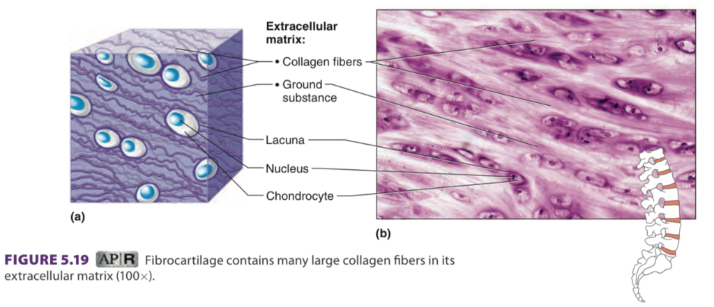 <ul><li><p>shock absorber</p></li><li><p>very tough, many collagen fibers</p></li><li><p>found in: discs in vertebral column</p></li><li><p>cushions bones in knee and pelvic girdle</p></li></ul><p></p>