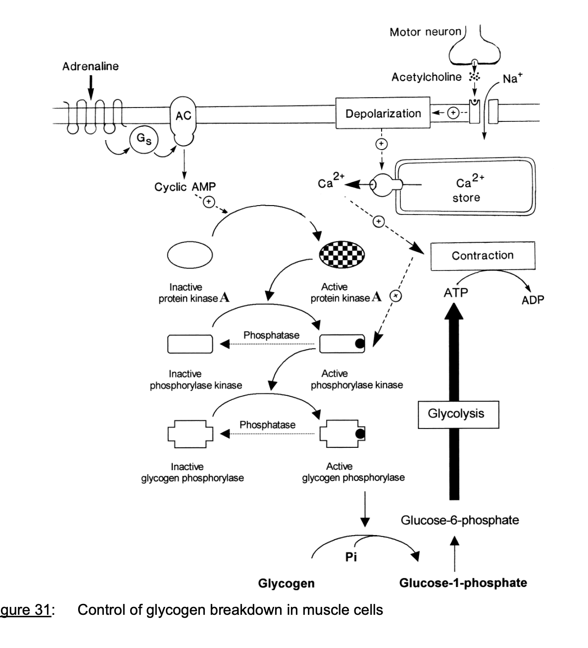 <ol><li><p>GTP cleaves to form GDP + Pi</p><ul><li><p>by GTP hydrolysing activity of Ga subunit</p></li></ul></li><li><p>Ga subunit detaches from adenylate cyclase</p></li><li><p>Re-associates with Gb and Gy</p><p>→ <strong>inactive complex again</strong></p></li></ol><p></p>