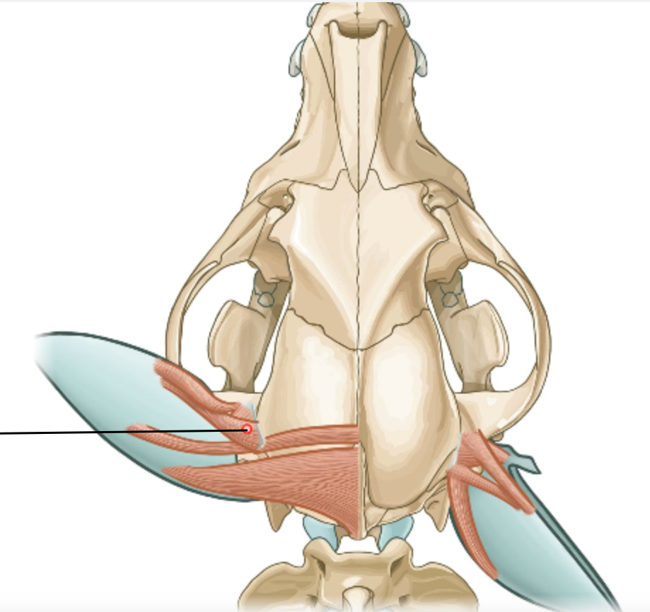 <p><strong>which cartilage</strong> (of muscles of external ear) is situated as a triangular cartilaginous plate lying near to the m. temportalis, rostrally to the ears?</p>
