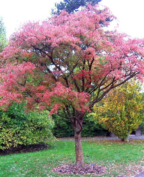 <p><strong>Paperbark maple</strong></p><p>Lfecycle, Seed, Stems, Soil, Use in the garden, Seasonal interest</p>