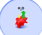 <p>Is there more or less solute inside the cell?</p>