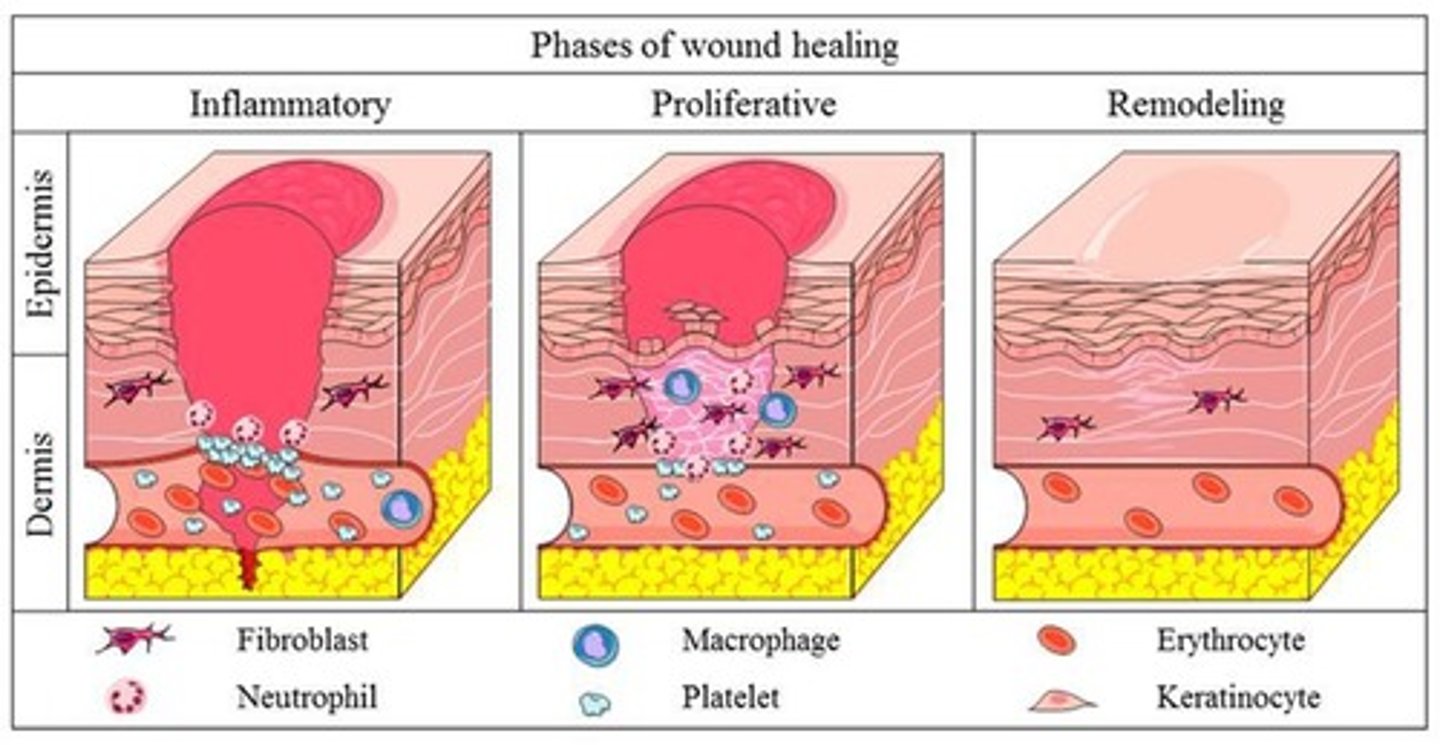 <p>Proliferation and new tissue formation (granulation) phase.</p>