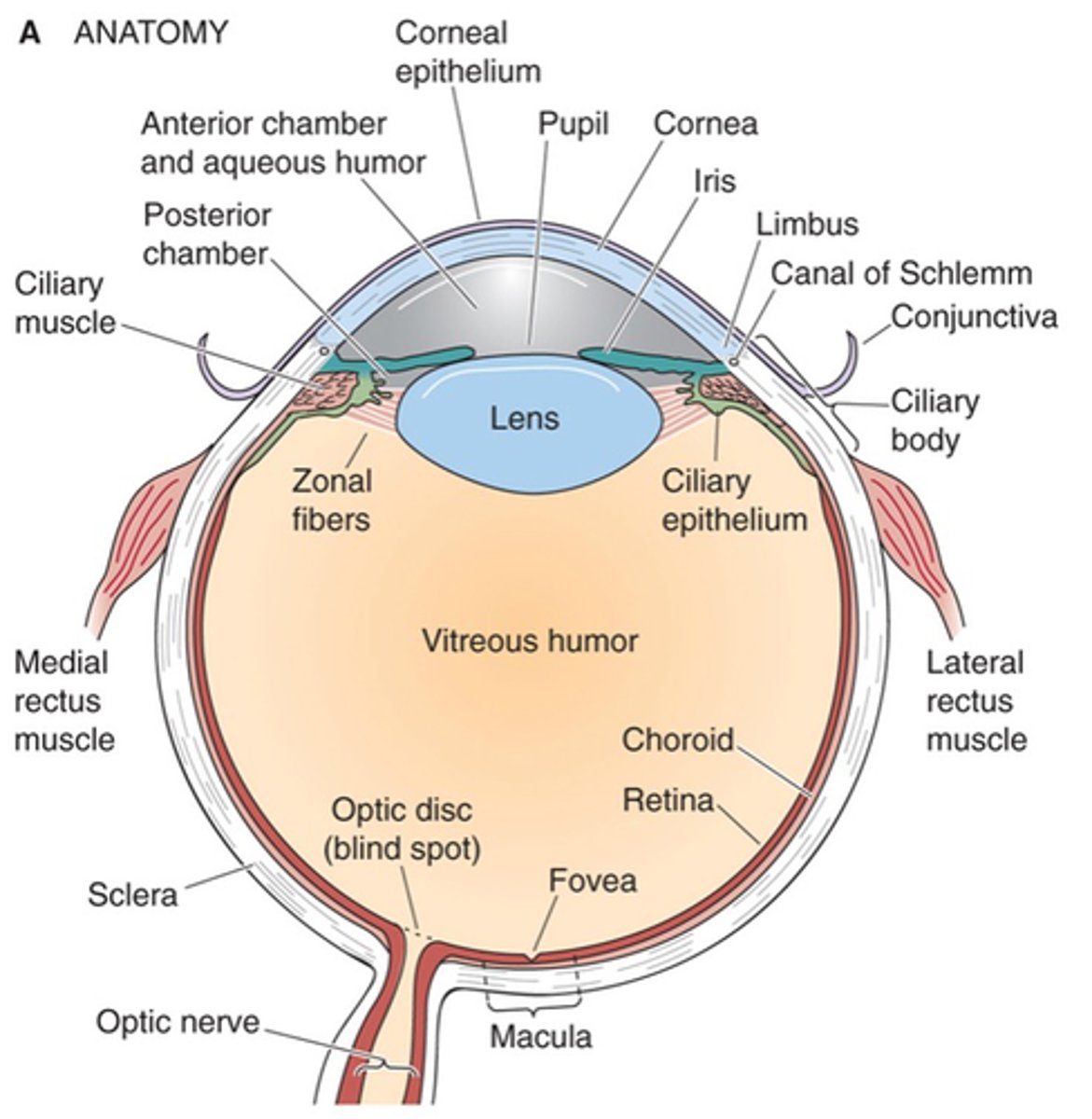 <p>The lens is suspended by _______ ________ (ligaments) which are attached to the ___________ ___________, enabling stretching of the lens</p>