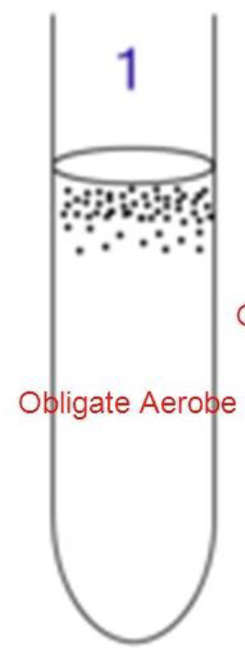 <p><span><span>obligate aerobic species</span></span></p>