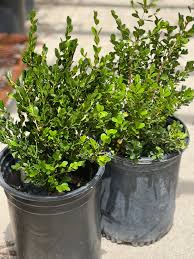 <p><span>Buxus microphylla cv. / Littleleaf Boxwood</span></p>