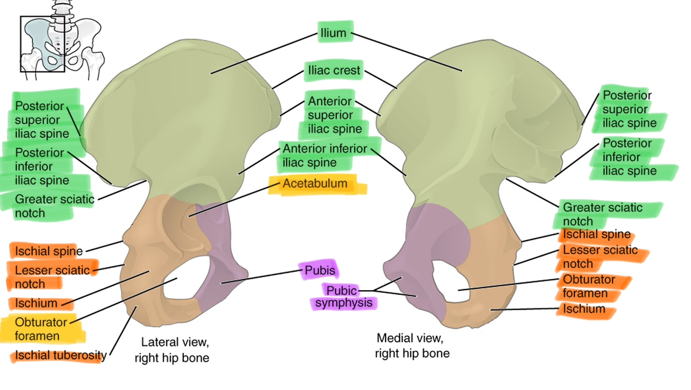 <p>What structures are found on the ischium?</p>
