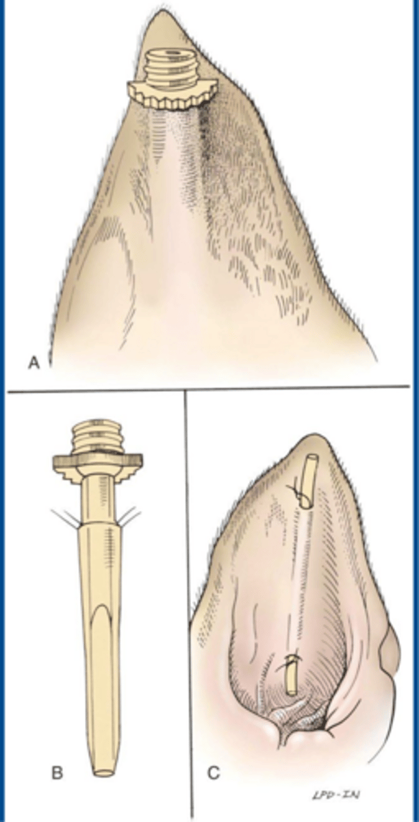 <p>what is an alternative method for sx. tx. of aural hematoma...though not really ideal unless owners can keep up with it</p>