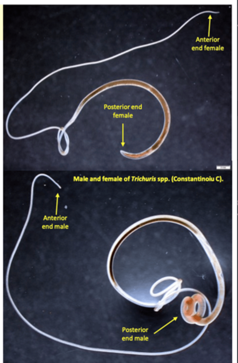 <p>Adult worms</p><p>Length: 6-8 cm female worms;</p><p>Body made up of two parts, slender, anterior one (2/3 of the body length) and a thick, posterior part;</p><p>Posterior end of the male: coiled, with one spicule;</p><p>Posterior end of the female: curved;</p>