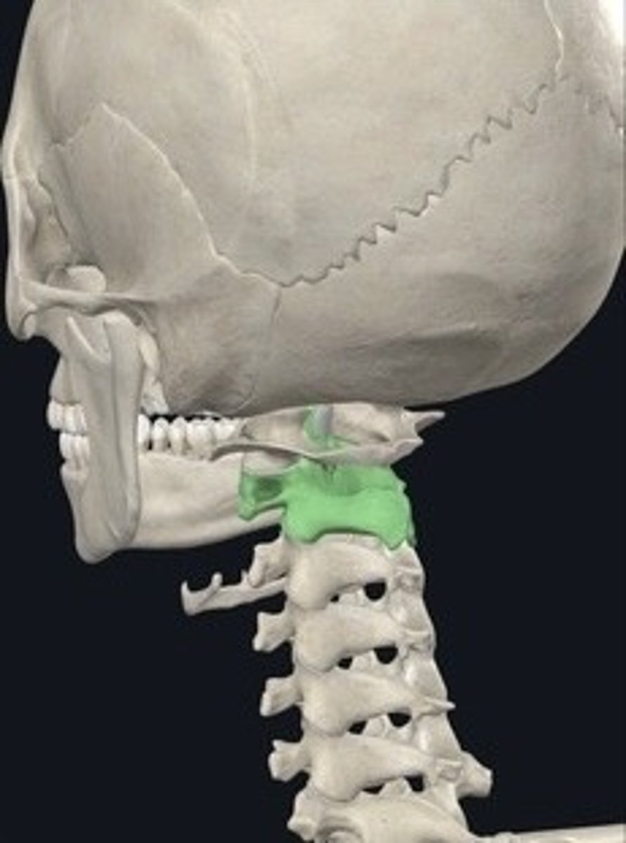 <p>Second cervical vertebra allowing head rotation.</p>