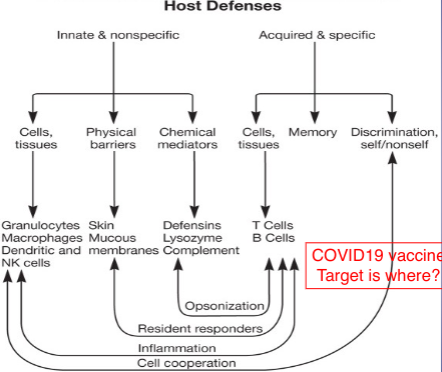 Covid 19 target is B cells; donation of plasma was needed because it has B cells; B cells have lock and key neutralization of covid; acquired side = adapative; covid 19 vaccine causing autoimmune diseases?