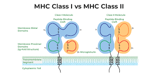 <p><strong>Class I</strong></p><ul><li><p><span>αβ heterodimer (1 α chain, 1 β2-microglobulin)</span></p></li><li><p><span>α chain MHC encoded </span></p></li><li><p><span>1 transmembrane segment</span></p></li></ul><p></p><p><strong>Class II</strong></p><ul><li><p><span>αβ heterodimer (1 α chain, 1 β chain)</span></p></li><li><p>both <span>α and β chains MHC encoded (forms peptide binding site)</span></p></li><li><p><span>2 transmembrane segments</span></p></li></ul><p></p>