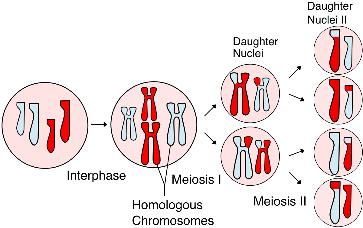 <p>Meiosis I- 1 cell gets divided into 2</p><p>Meiosis II- 2 cells get divided into 4</p>