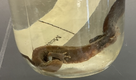 <p>Ambystoma jeffersonianum</p><p>Jefferson's salamander</p><p>Endangered</p><p>Family Ambystomatidae</p><p>Less blue spots</p><p>Long snout and toes</p><p>12-14 costal grooves</p><p>Grey to brown in colour with blue spots on body</p>