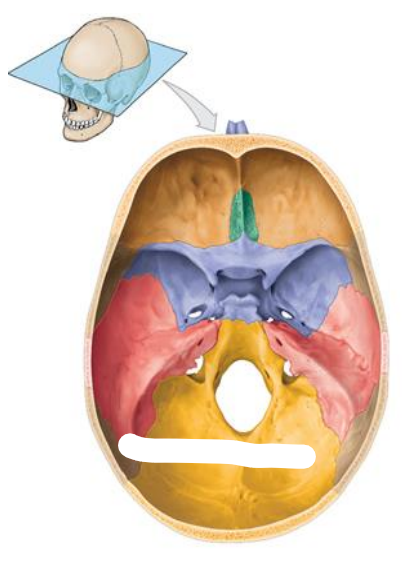 <p>Location of the Posterior cranial fossa? What bones do they compose of? (3) What organs do they contain?</p>