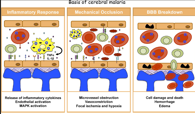 <p>Knobs are protrusions on the surface of infected red blood cells that facilitate adherence to blood vessel walls, enhancing parasite retention in the circulation and contributing to severe disease symptoms in malaria. </p><p>this keeps the parasite away from the spleen which controls malarial infections </p><p>can cause damage to brain and kidney esp P flaciparum </p><p>fatal consequences of cerebral malaria</p>
