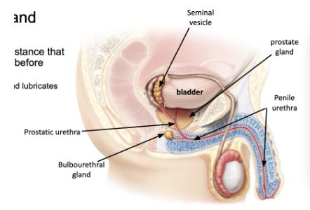 <ul><li><p><span style="background-color: transparent;"><span>produces mucus like substance that conditions penile urethra before ejaculation</span></span></p><ul><li><p><span style="background-color: transparent;"><span>neutralizes acidic urine and lubricates urethra</span></span></p></li></ul></li></ul><p></p>