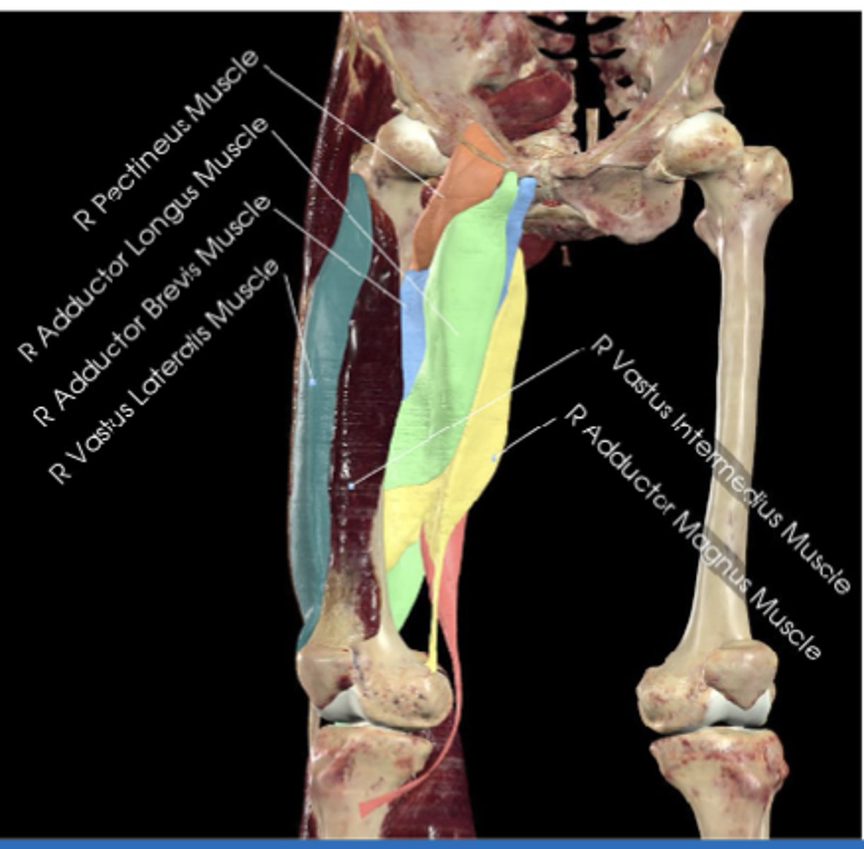 <p>Adductor brevis attachments (origin and insertion)</p>