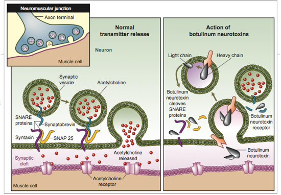 <ul><li><p>BTX is the most potent toxin known</p></li><li><p>1ug is deadly for humans</p></li><li><p>metalloproteinase that acts as on presynaptic membranes at the neuromuscular junctions</p></li><li><p>it cleaves SNAREs, proteins involved in release of acetylcholine at the synapse</p></li><li><p>w/o release of acetylcholine, paralysis of the motor system occurs</p></li></ul><p></p>