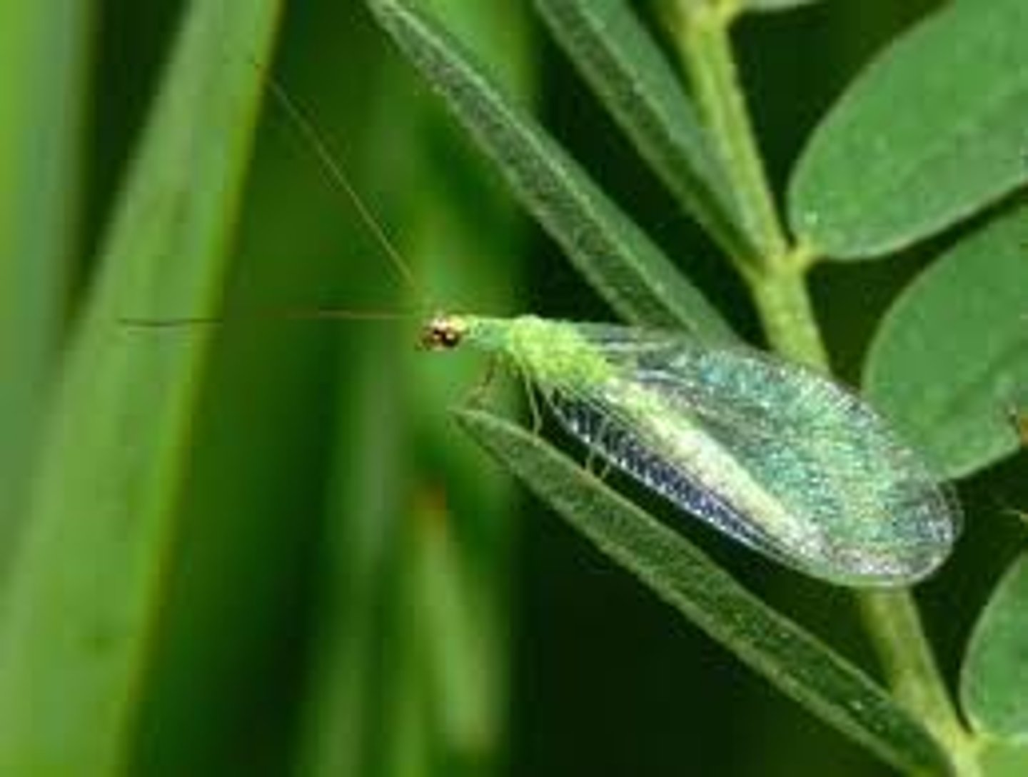 <p>holometabolist</p><p>large eyes</p><p>preadtory</p><p>chewing mouth parts</p><p>elongated prothorax</p><p>long antenae</p><p>one charcteristic is that they have pincers in larvae stage</p><p>however in adult have pretty wings look like fairy, lacewing because many cell</p>
