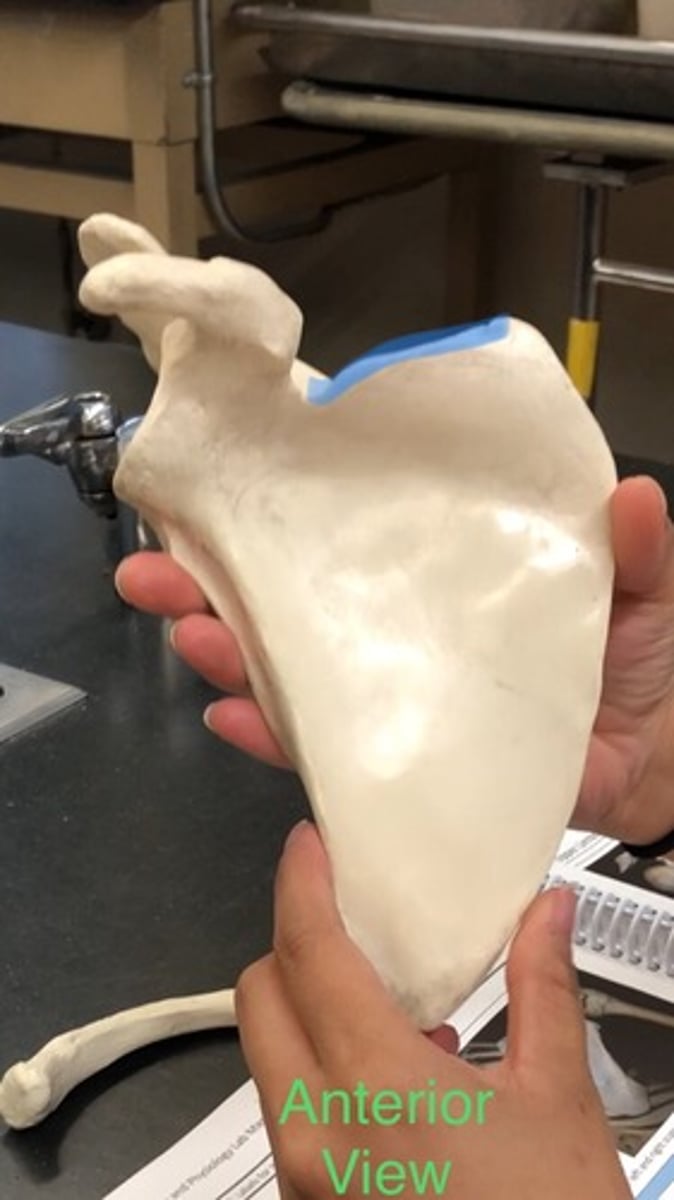 <p>top lining of scapula</p>