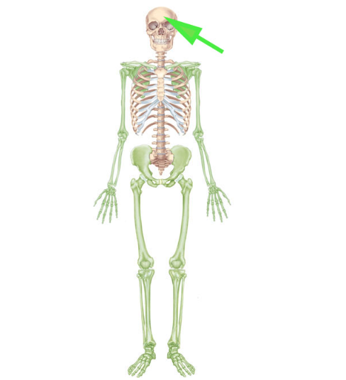 <p>What part of the skeleton is not colored green and makes up the axial skeleton?</p>