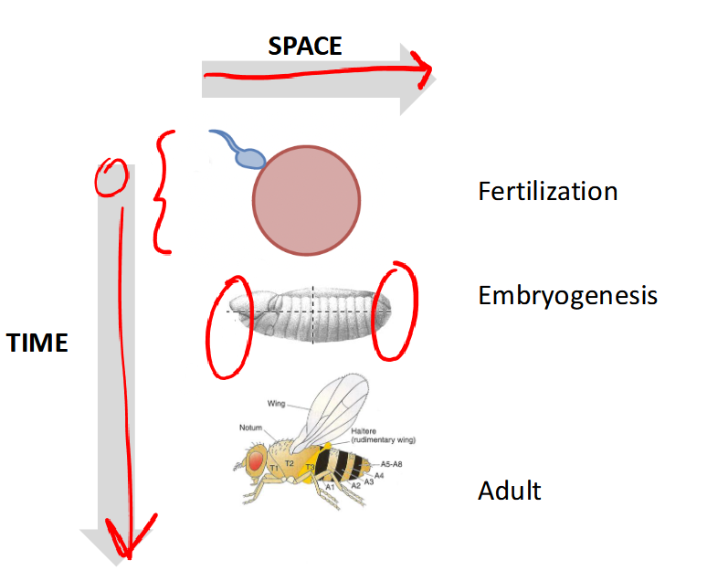<p>fertilization, embryogenesis, adult</p>