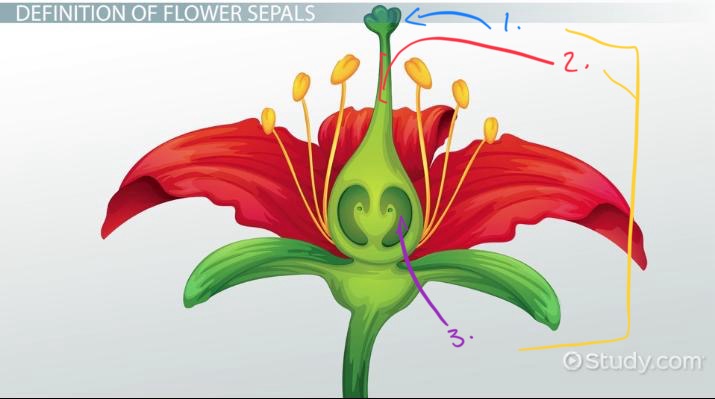 <ol><li><p>Sticky tip of stigma to adhere pollen</p></li><li><p>Connects stigma to ovary</p></li><li><p>Hold ovules</p></li></ol><p></p>