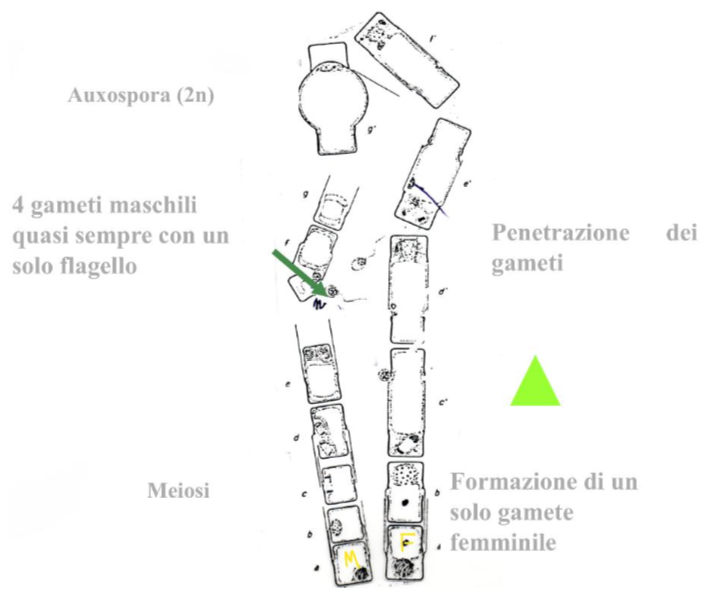 term image