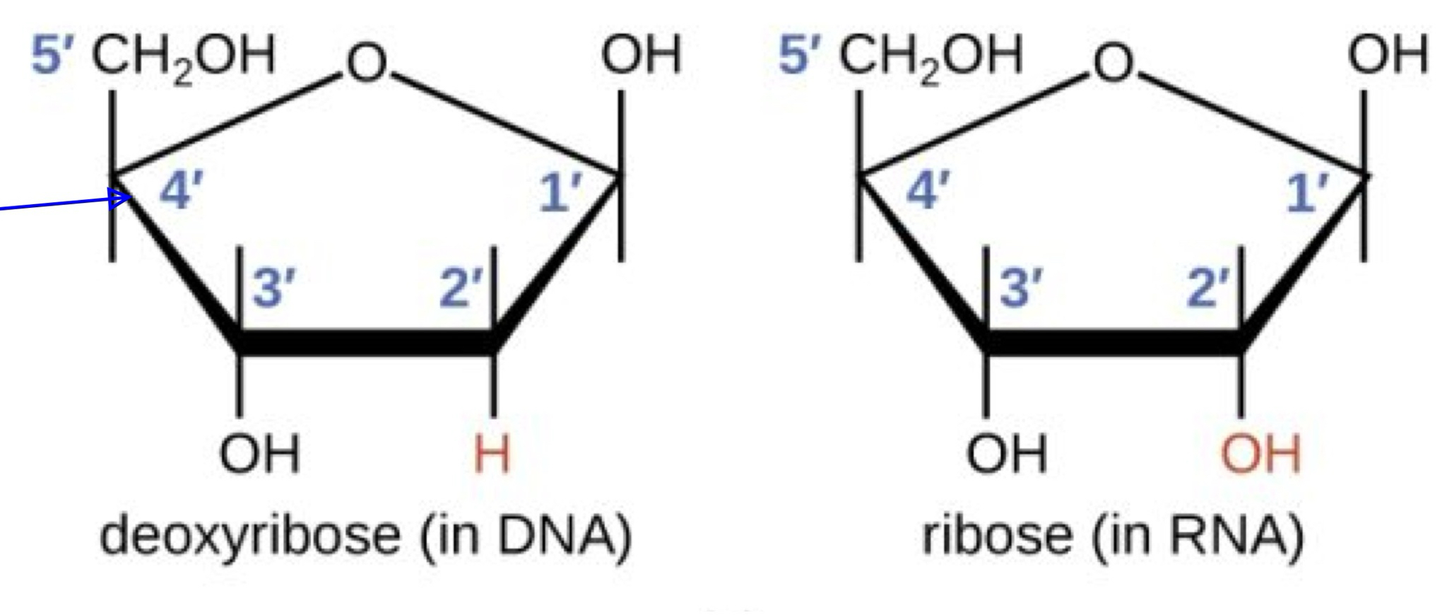 <ul><li><p>Nucleotide contains ribbons instead of deoxyribose in pentose (missing oxygen)</p><p class="has-focus">RNA contains uracil instead of thymine </p></li><li><p class="has-focus">RNA is often one stranded</p></li></ul><p></p>