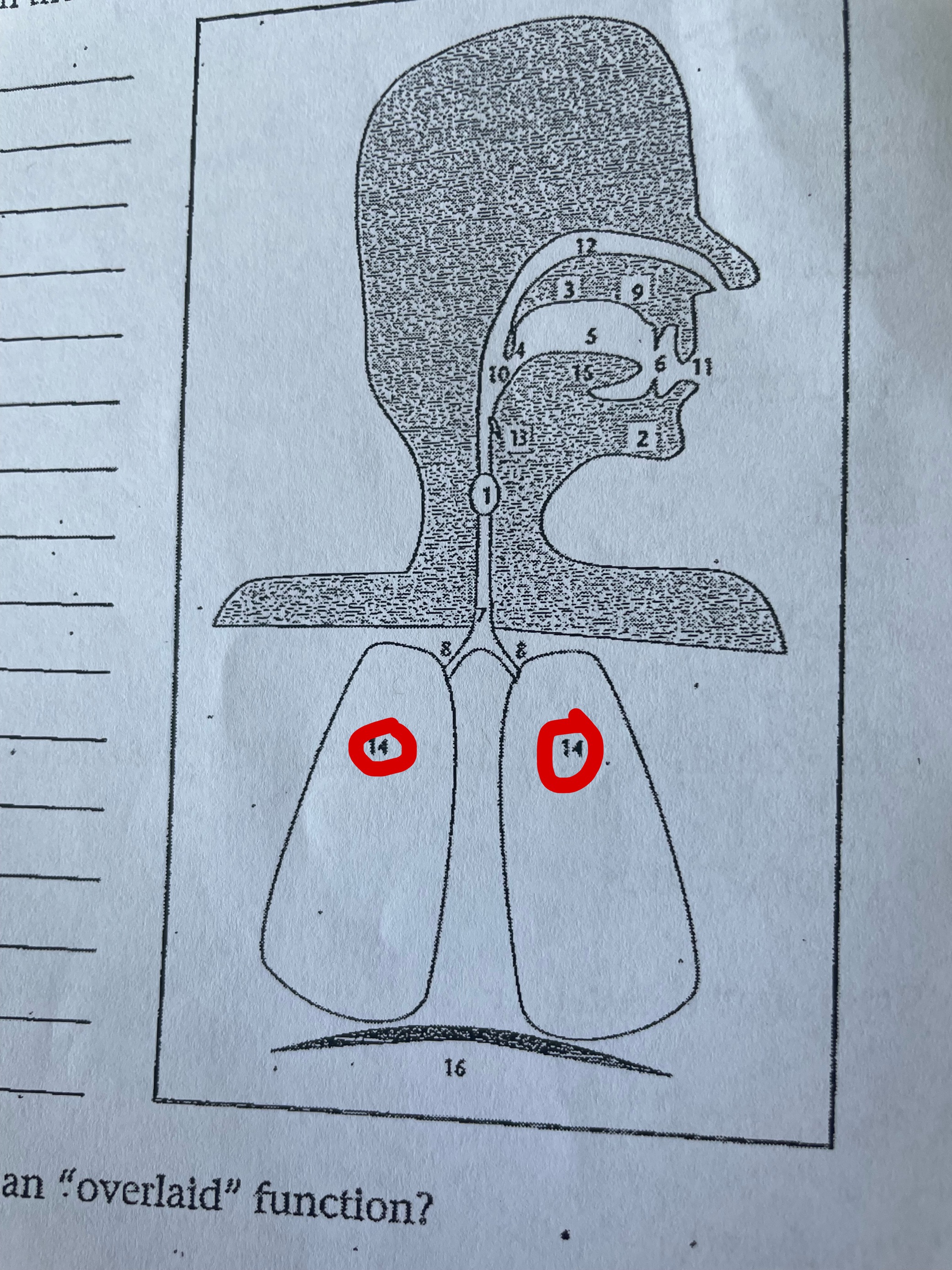 term image