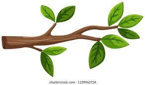 une branche, a branch