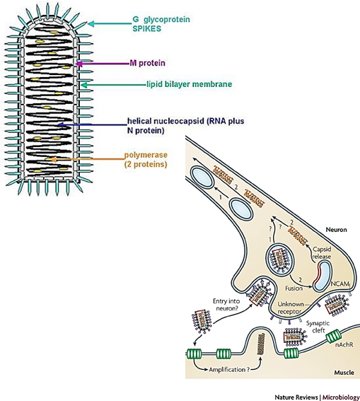 <p> Muscle cells and neurons.</p>