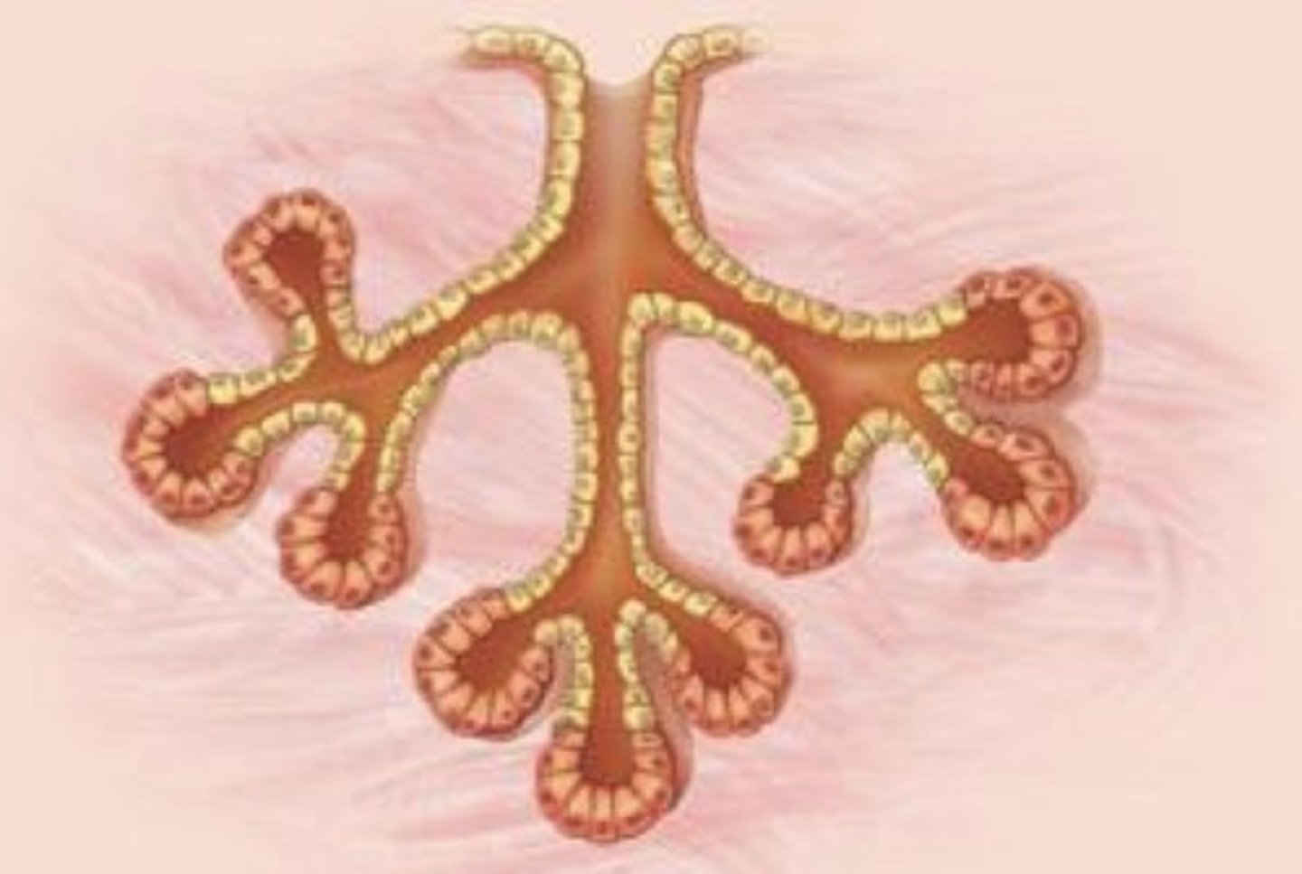 <p>What gland duct type is this?</p>