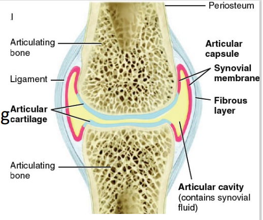 <p>Articular capsule (3)</p>