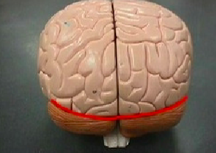 <p>Label the horizontal line</p>