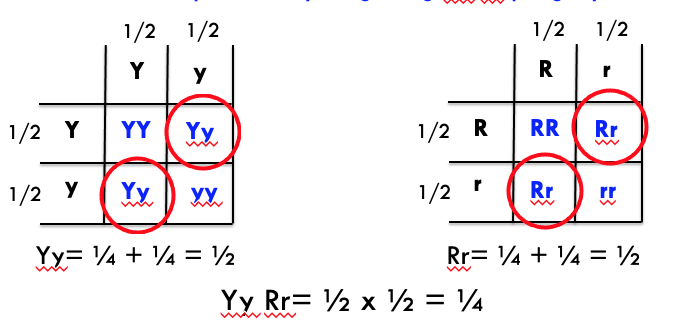 <p>¼ </p><ul><li><p>break down into two questions:</p></li></ul><ol><li><p>what is the probability of getting Yy?</p></li><li><p>what is the probability og getting Rr?</p></li></ol><ul><li><p>use the punnett square to calculate each separately and then multiply the two answers</p></li></ul>