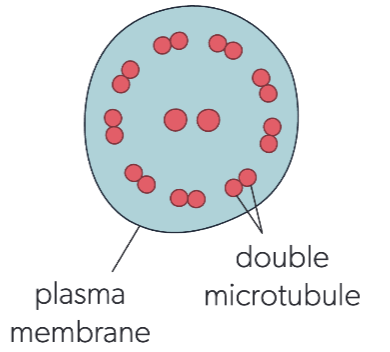 <p>cilia &amp; flagella</p>