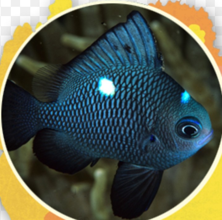 <p class="has-focus">Pomacentridae family</p><p class="has-focus">It feeds on zooplankton, small benthic invertebrates (bottom-dwelling crustaceans), and floating algae</p><p>Dark fosh with distinctive white spot on upper part of body</p>