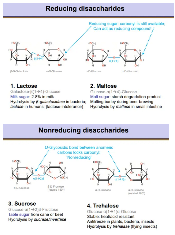 <ul><li><p>in <strong>reducing </strong>disaccharides, there is always one <strong>anomeric carbon still available</strong>, so the ring can still <strong>open </strong>and the <strong>carbonyl </strong>can be used as a <strong>reducing agent </strong>(becomes COOH)</p></li><li><p>in<strong> non-reducing </strong>disaccharides the gycosidic bonds are flipped 180 degrees so <strong>both anomeric carbons are involved</strong>, so the carbonyl <strong>isn’t </strong>available as a reducing agent</p></li></ul><p></p>