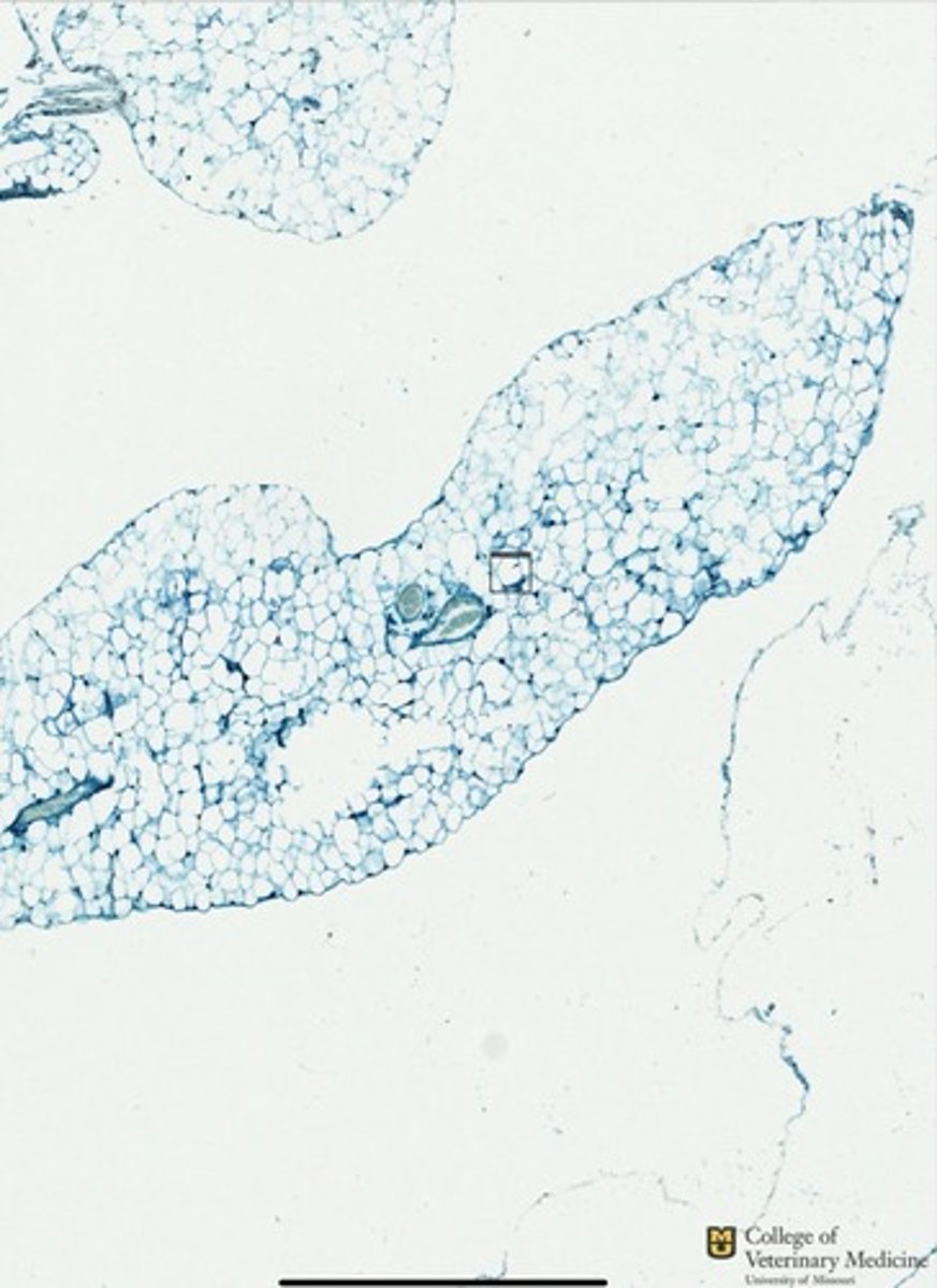 <p>What tissue type is depicted as a whole?</p>