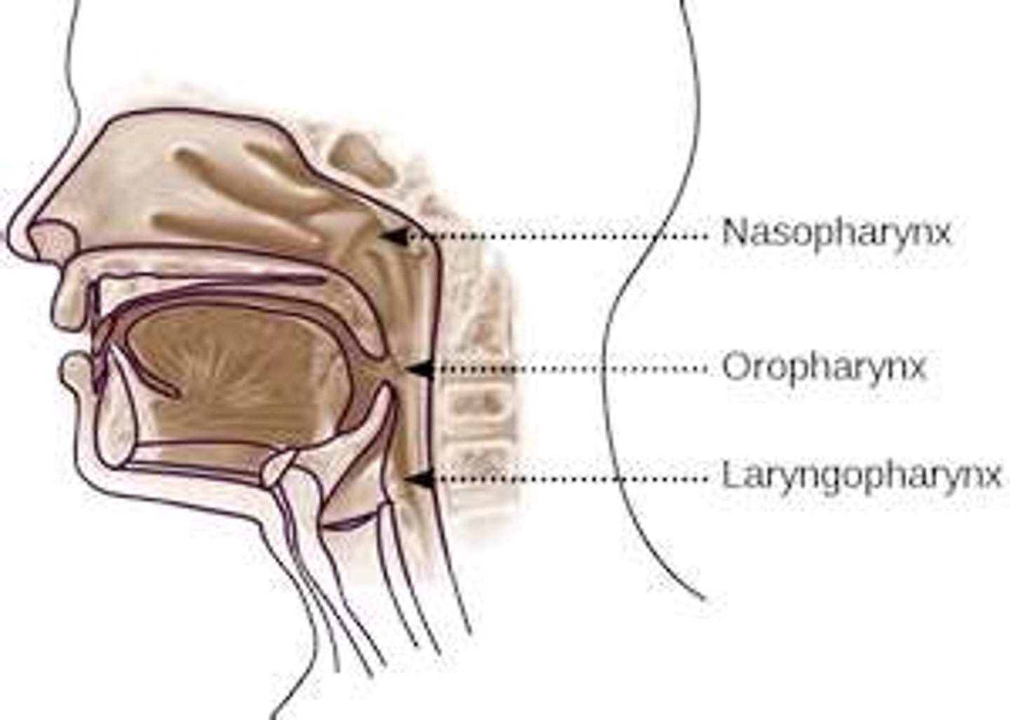 <p>transports air, liquids, and food. Called the common passageway, before larynx!!</p>
