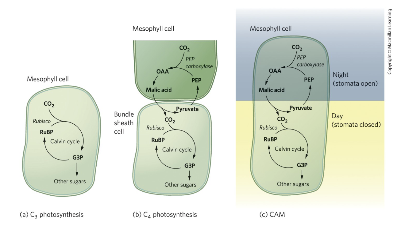 <p>What conditions favored the repeated evolution of C4 and CAM photosynthesis?</p>