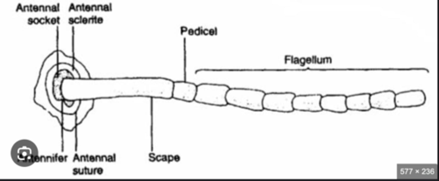 <p>Three main antenna segments—scape (base), pedicel (middle, often with sensory organs), flagellum (distal section, may have many subsegments).</p>