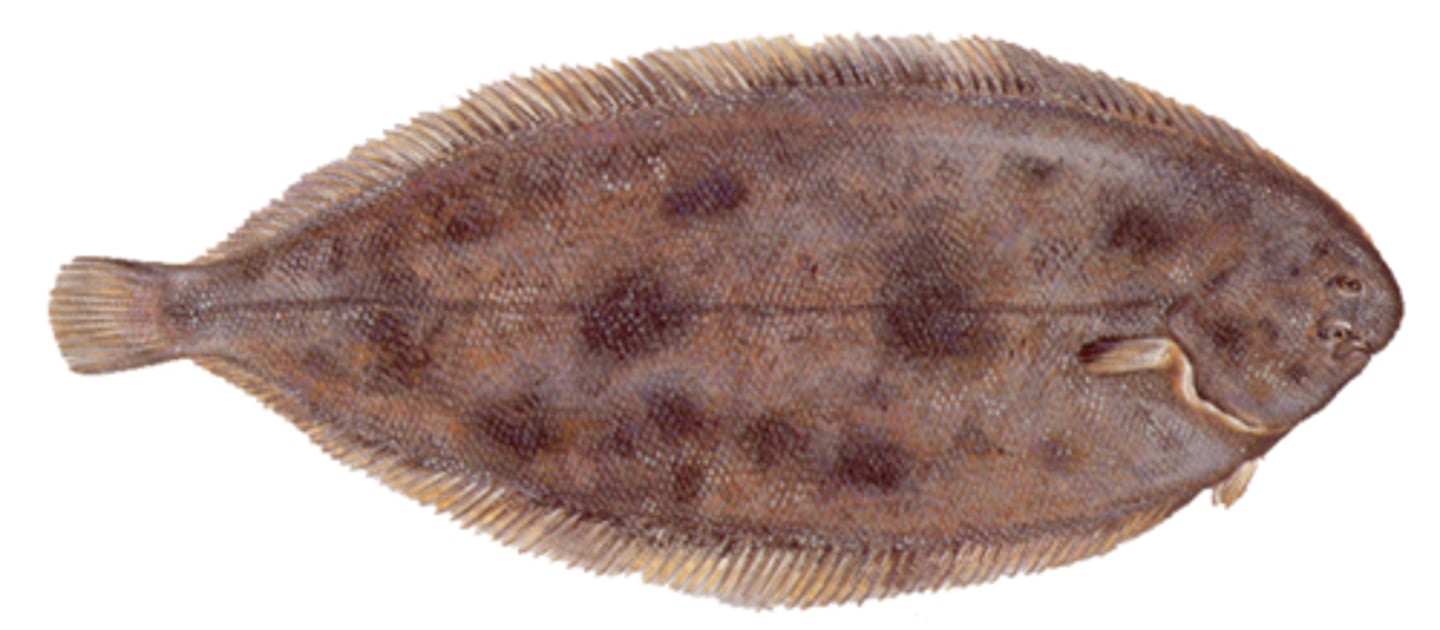 <ul><li><p>Ovaalvormig lichaam</p></li><li><p>Rechte ruglijn</p></li></ul>