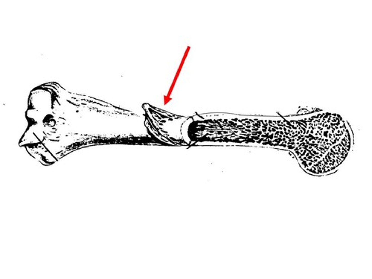 <p>The outer layer covering the bone, like skin on a sausage.</p>
